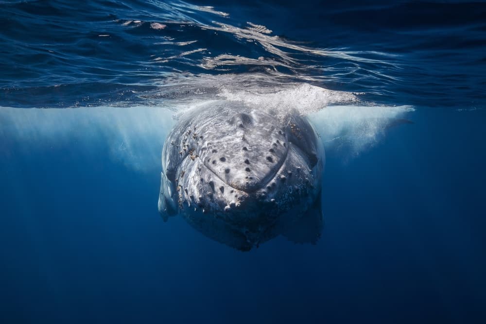Humpback Whale Gaze by Barathieu Gabriel — canvas wall art