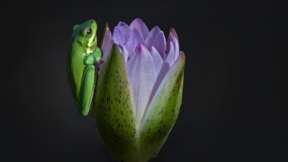 Green Frog on Lily by Emanuel Papamanolis — canvas wall art