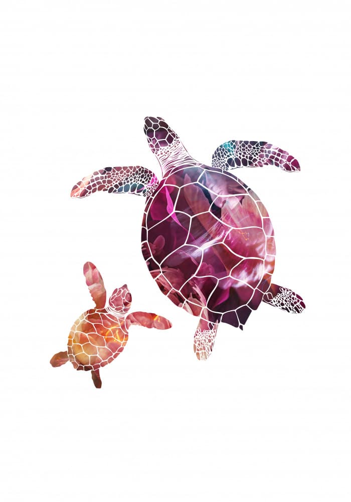Vibrant Turtle Pair by Sarah Manovski — canvas wall art