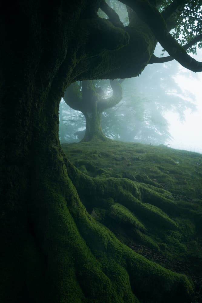 Misty Ancient Forest by David Martin Castan — canvas wall art