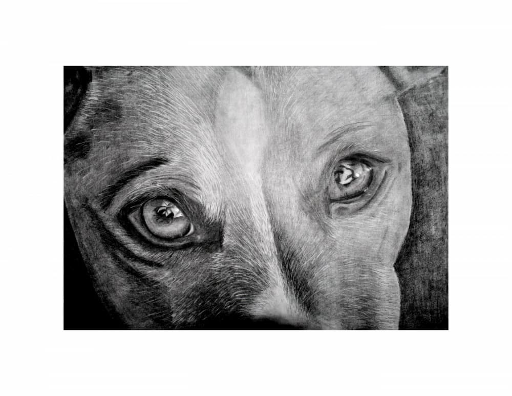 Soulful Dog Eyes by Marchelle de Kock — canvas wall art