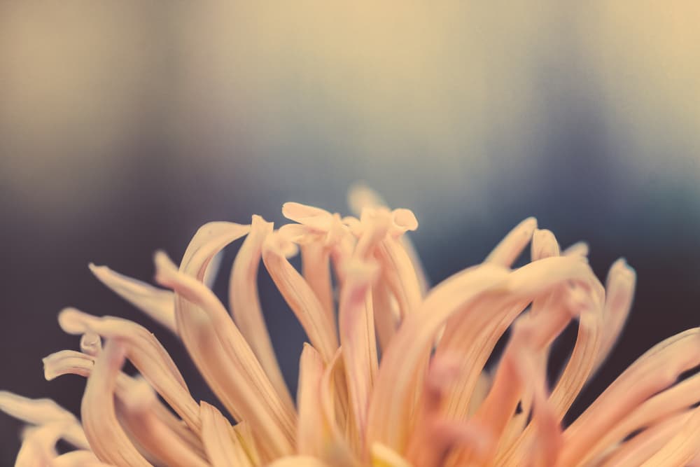 Dreamy Peach Blossom by Javier Pardina — canvas wall art