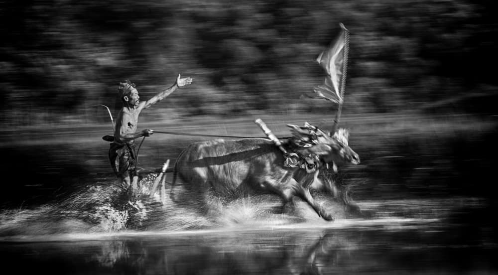 Speeding Water Buffalo by Angela Muliani Hartojo — canvas wall art