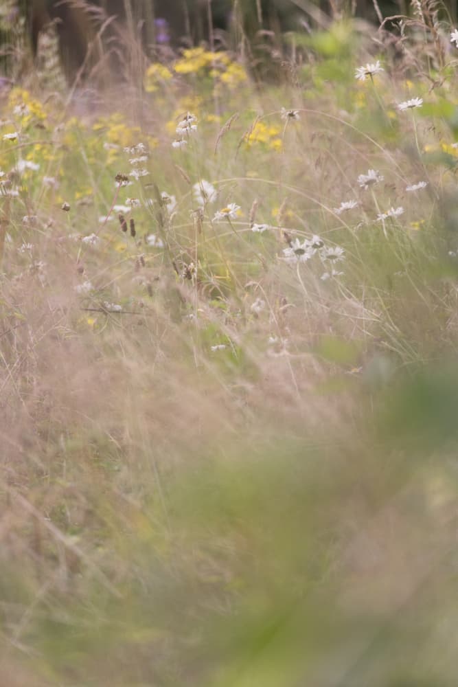 Soft Meadow Bloom by Lynann Colligan — canvas wall art
