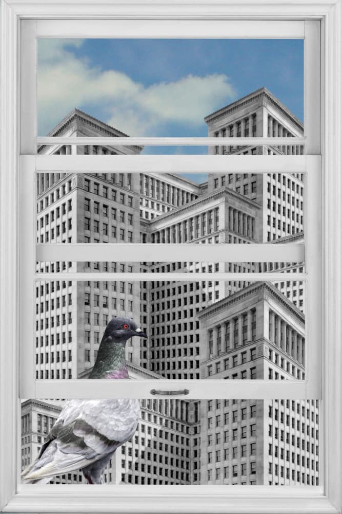 Pigeon City Gaze by Marja van den Hurk — canvas wall art