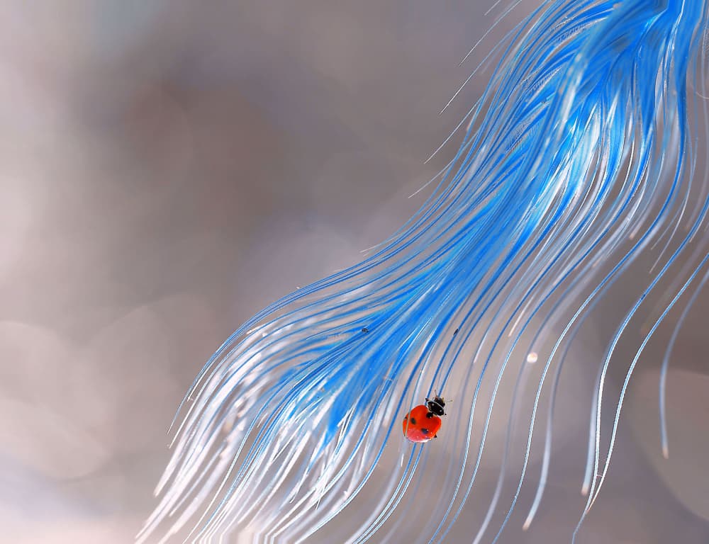 Red Ladybug on Blue by Thierry Dufour — canvas wall art