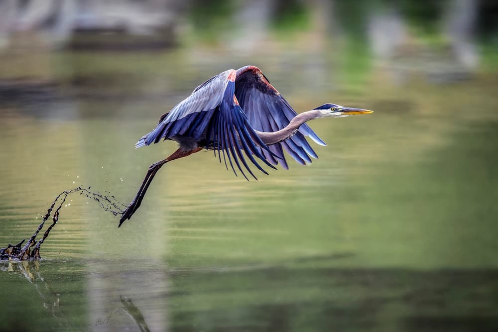Heron Taking Flight by David H Yang — canvas wall art