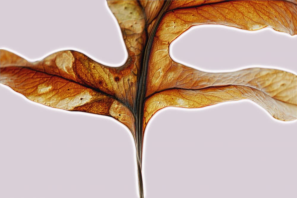 Golden Autumn Leaf by Saskia Mensink — canvas wall art