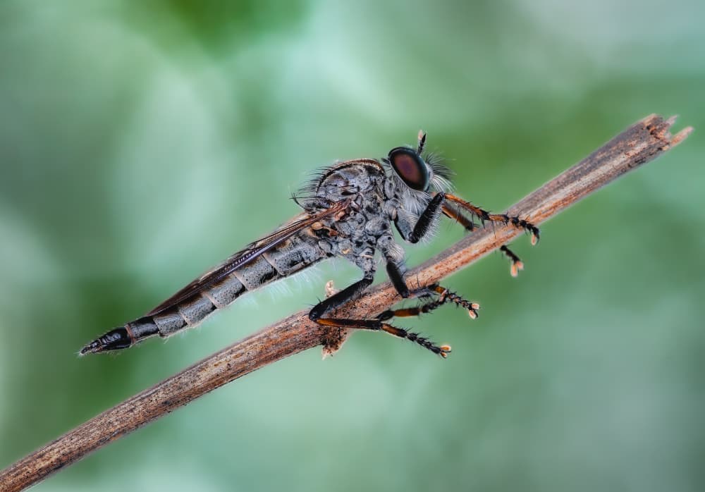 Robber Fly Close Up by Atul Saluja — canvas wall art