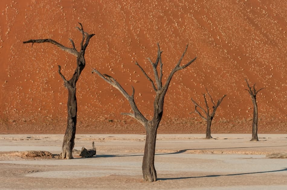 Orange Desert Trees by Pavol Stranak — canvas wall art