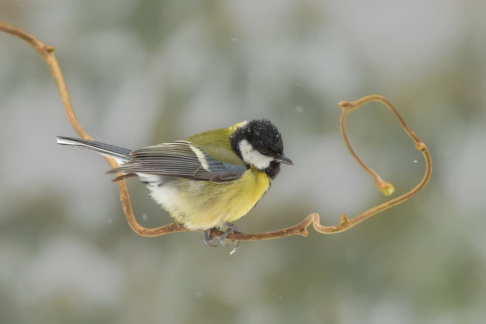 Great Tit In Winter by Annie Keizer — canvas wall art