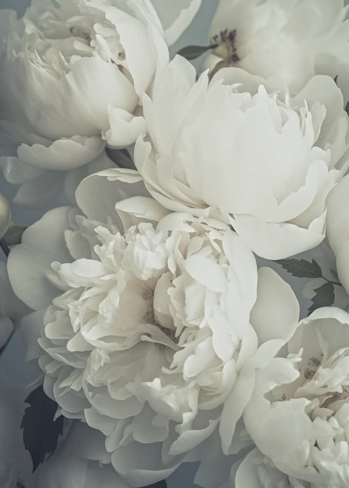 Soft White Peonies by Andreas Magnusson — canvas wall art