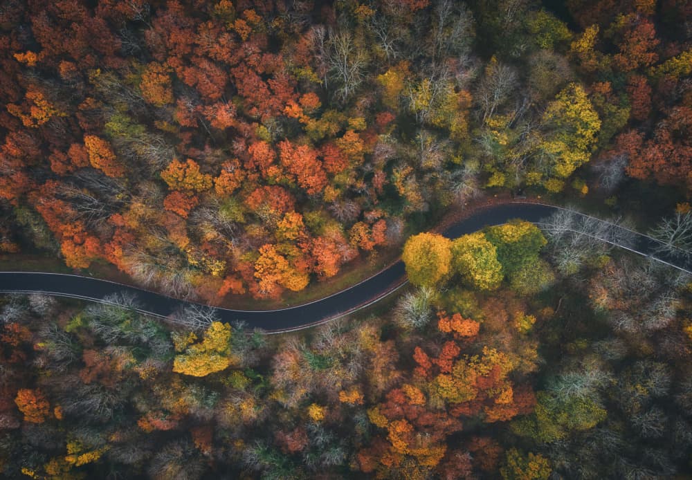 Autumn Forest Road by Guy Krier — canvas wall art