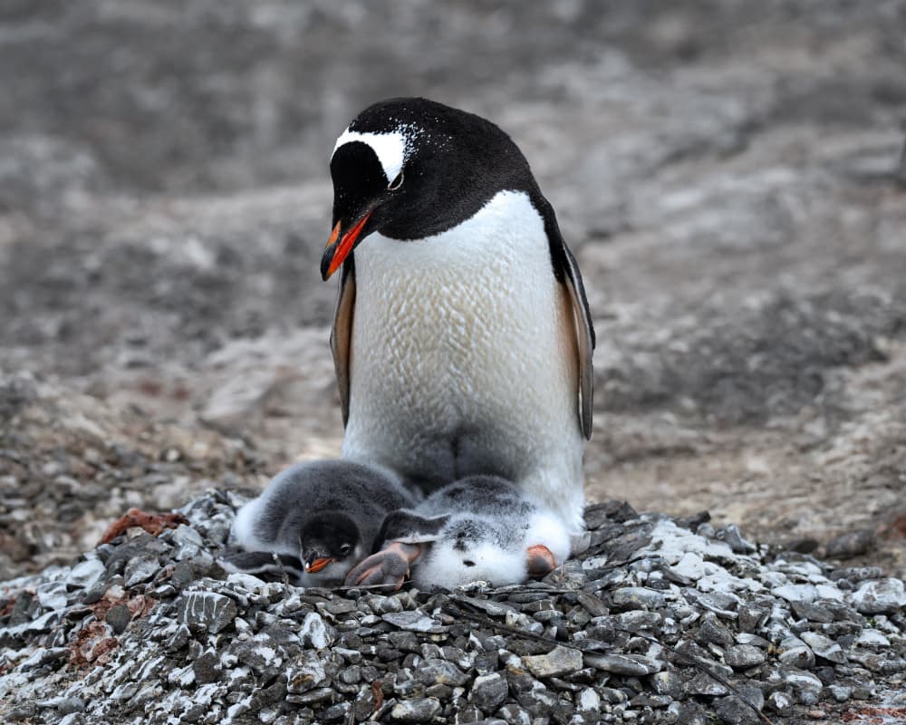 Gentoo Penguin Family by Wenjin Yu — canvas wall art