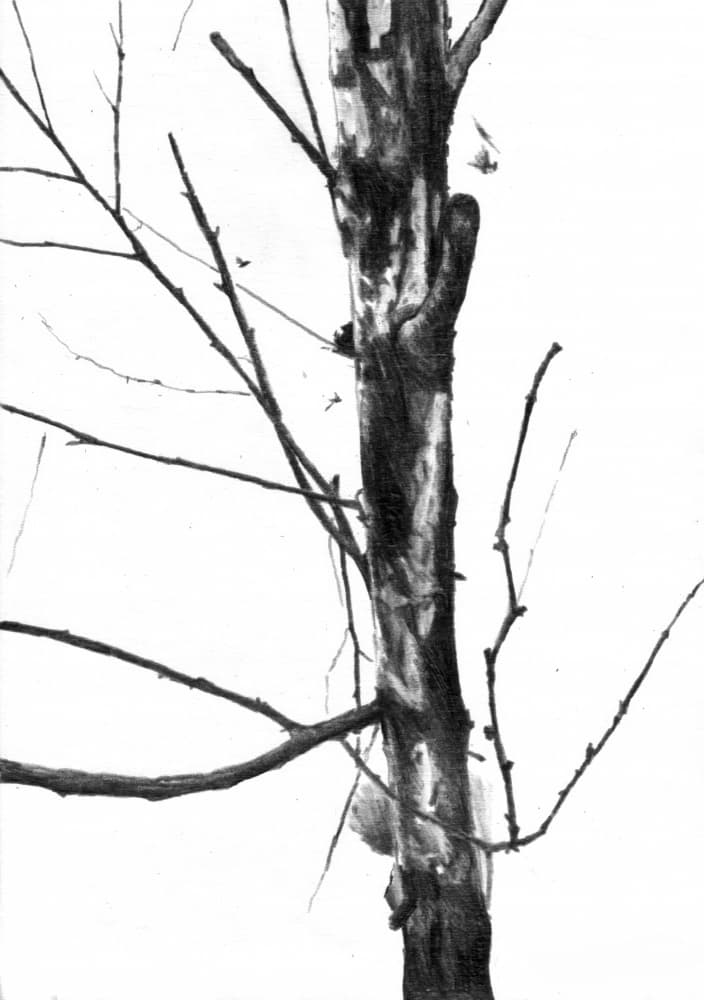 Bare Winter Tree by Kulik — canvas wall art