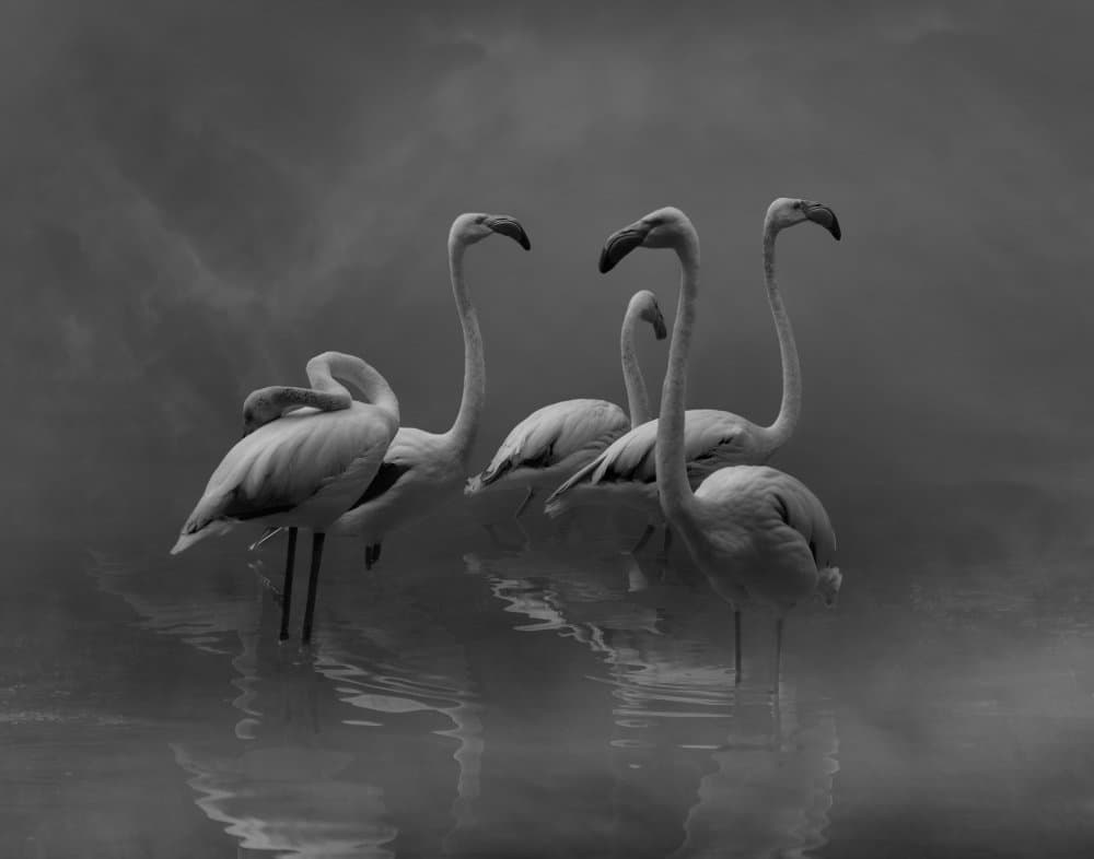 Graceful Flamingo Reflection by Krystina Wisniowska — canvas wall art