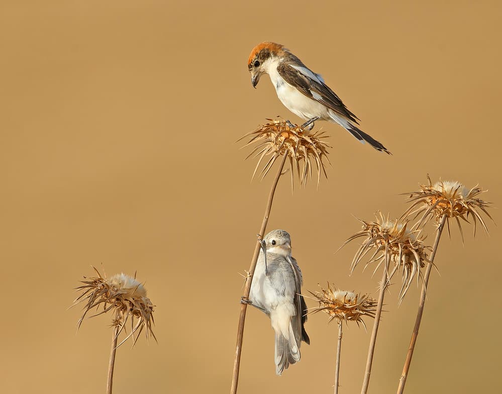Desert Birds Perching by Shlomo Waldmann — canvas wall art
