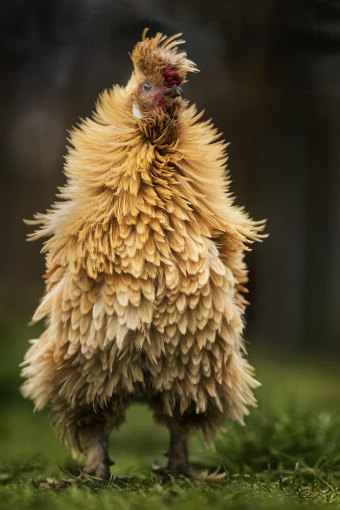 Golden Fluffy Chicken by Gert van den Bosch — canvas wall art