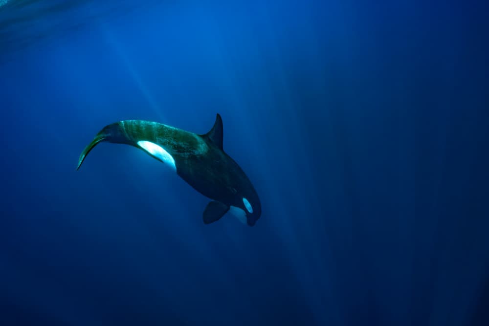 Orca In Deep Blue by Serge Melesan — canvas wall art