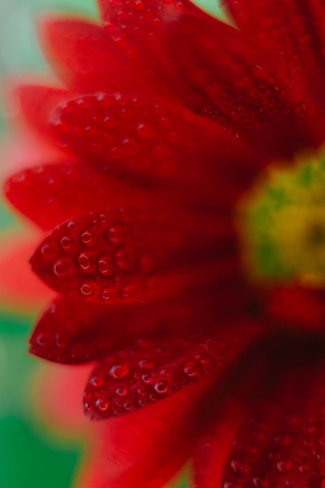 Red Flower Dew Drops by Javier Pardina — canvas wall art
