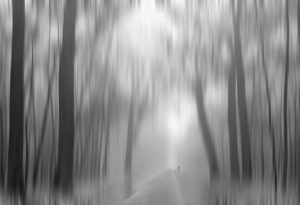 Dreamy Forest Path by Anna Cseresnjes — canvas wall art