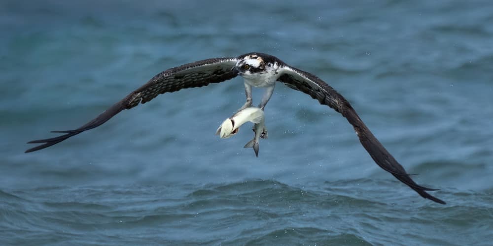 Osprey Catching Fish by John Fan — canvas wall art