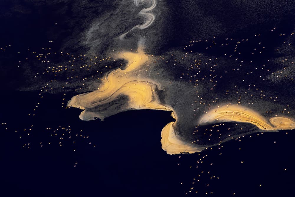 Golden Flock Aerial View by Phillip Chang — canvas wall art