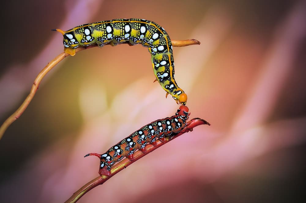 Vibrant Caterpillars Encounter by Jimmy Hoffman — canvas wall art