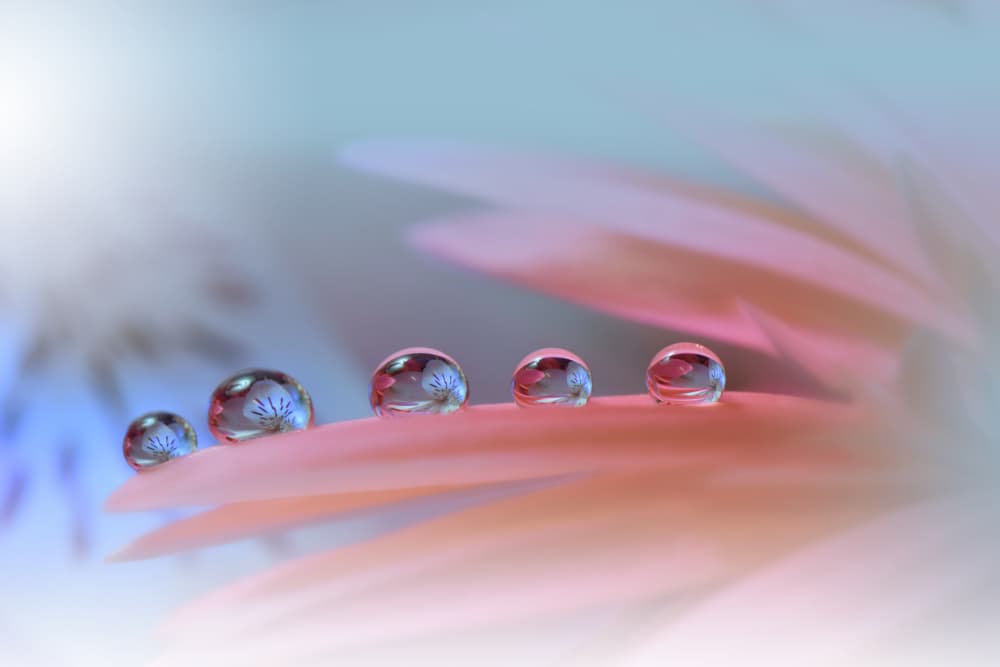 Pink Petal Dewdrops by Juliana Nan — canvas wall art