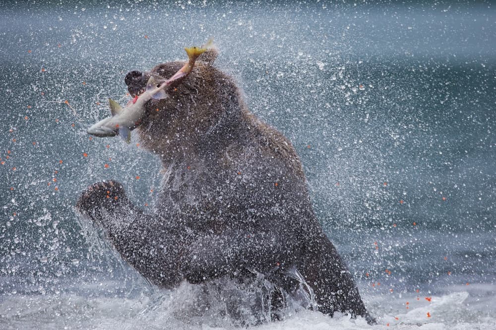 Brown Bear Fishing Splash by Valerio Ferraro — canvas wall art