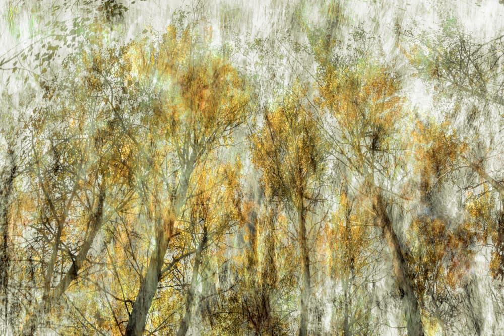 Ethereal Golden Trees by Christina Sillen — canvas wall art