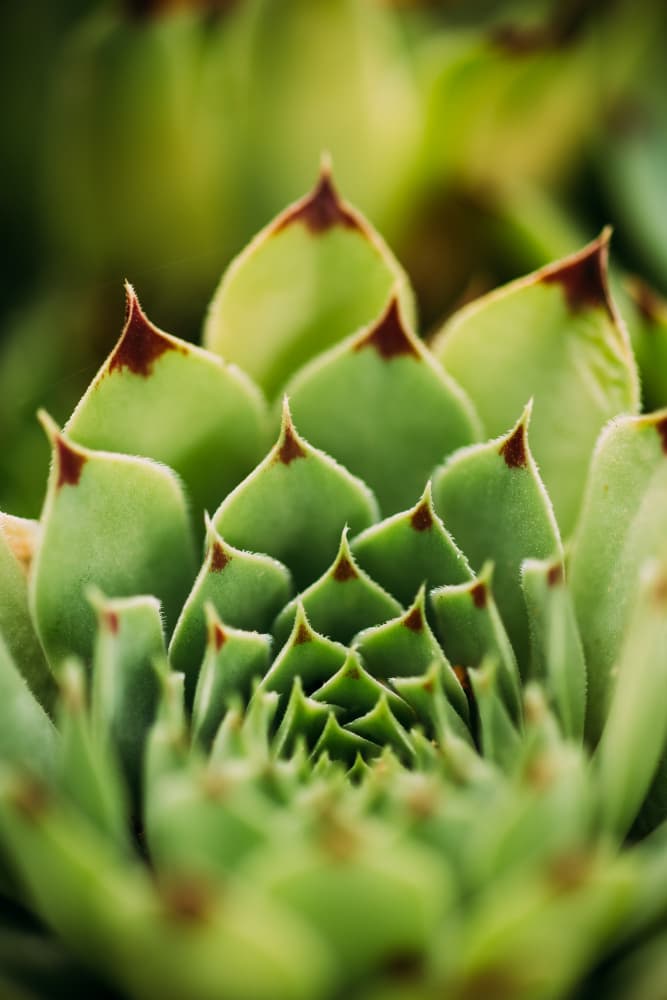 Vibrant Succulent Pattern by Javier Pardina — canvas wall art