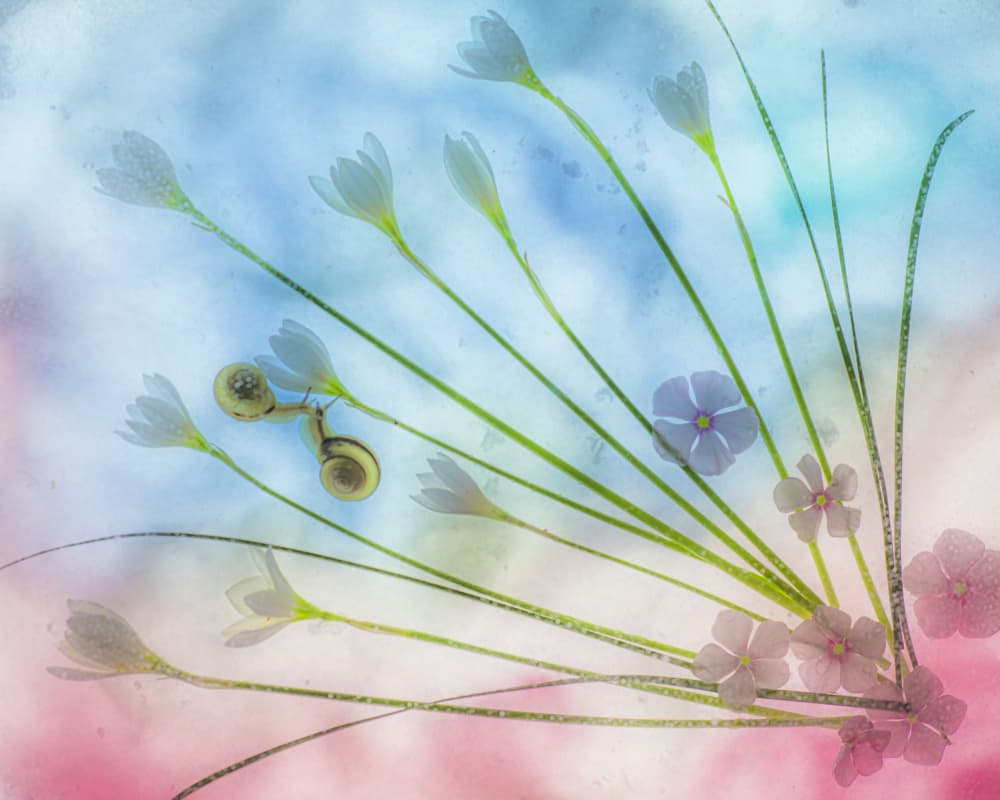 Dreamy Pastel Garden Snails by Miharu † — canvas wall art