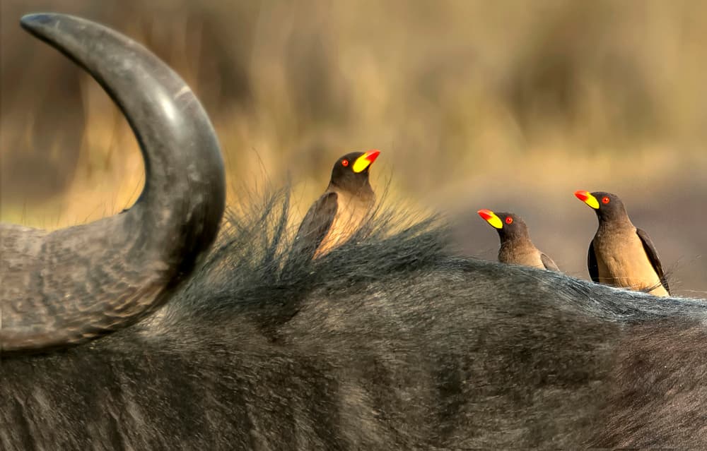 African Wildlife Companions by Xavier Ortega — canvas wall art
