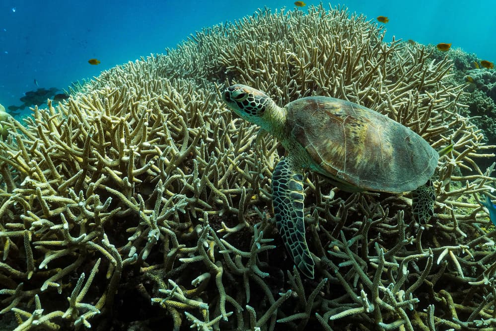 Sea Turtle Over Coral by Serge Melesan — canvas wall art