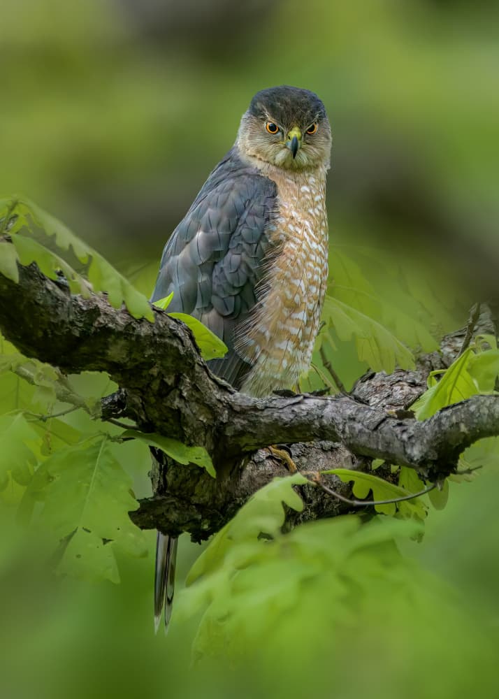 Watchful Cooper's Hawk by Jacob (Jian) Xu — canvas wall art