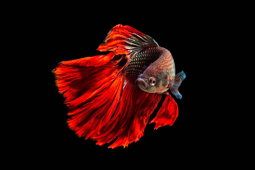 Striking Red Betta Fish by Andi Halil — canvas wall art