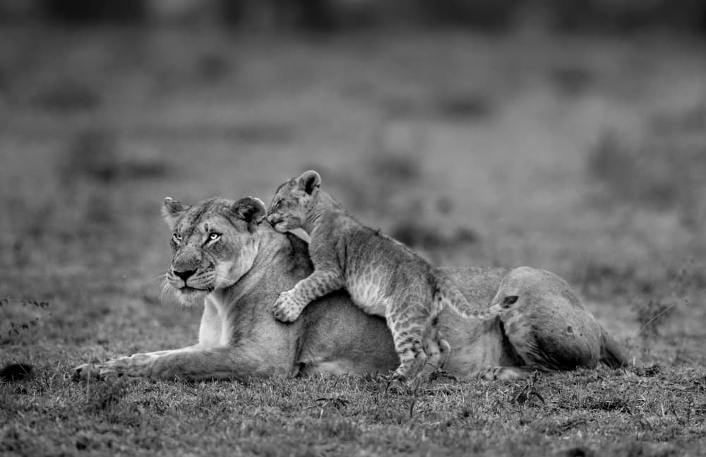 Lioness and Playful Cub by Roshkumar — canvas wall art