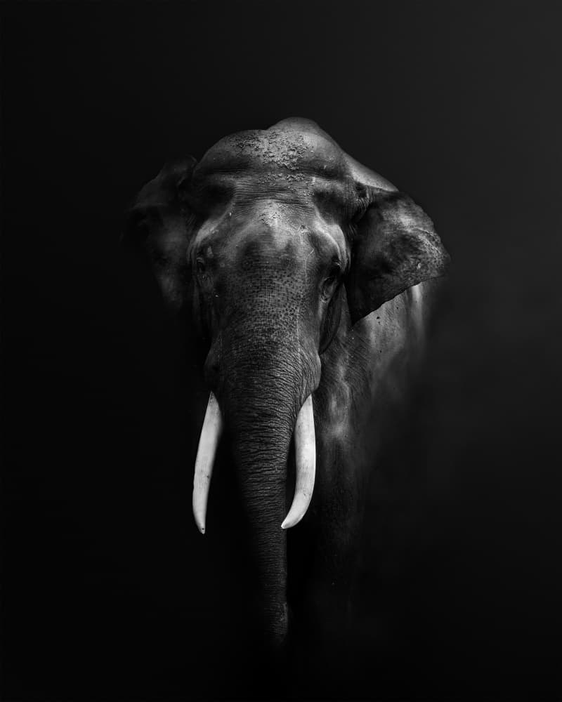 Majestic Elephant Portrait by Jayanta Guha — canvas wall art
