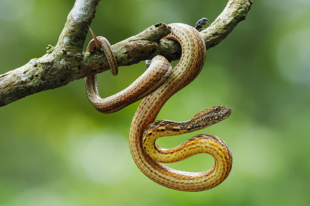 Graceful Tree Snake by HuongHoang — canvas wall art