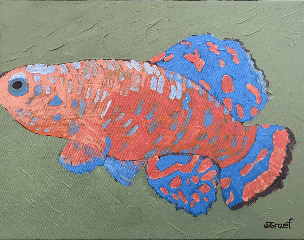 Bluefin by Sue Graef — canvas wall art