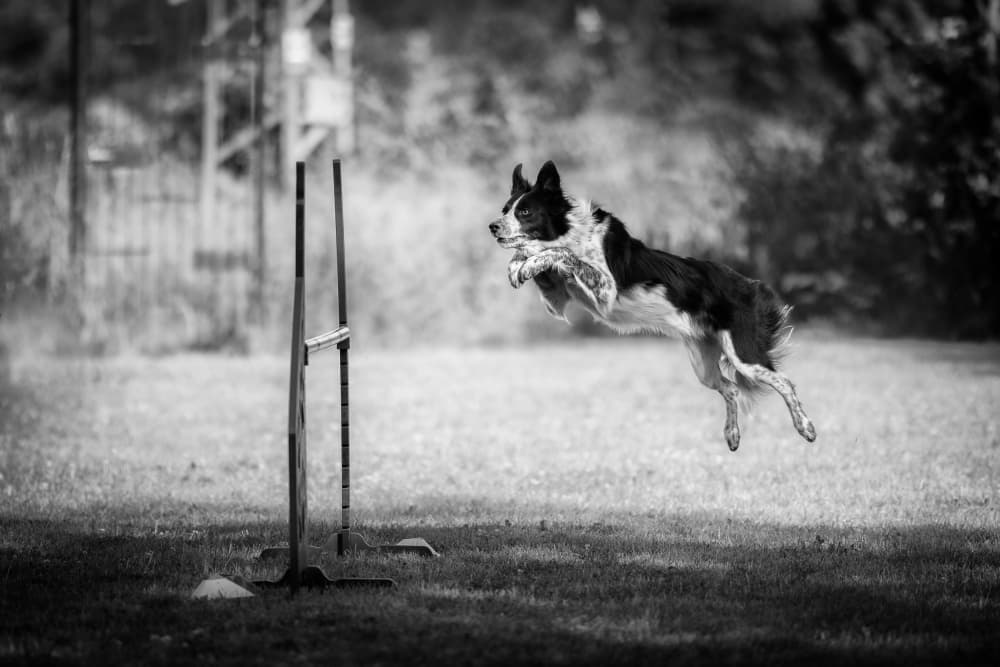 Flying Border Collie by Pali Gerec — canvas wall art