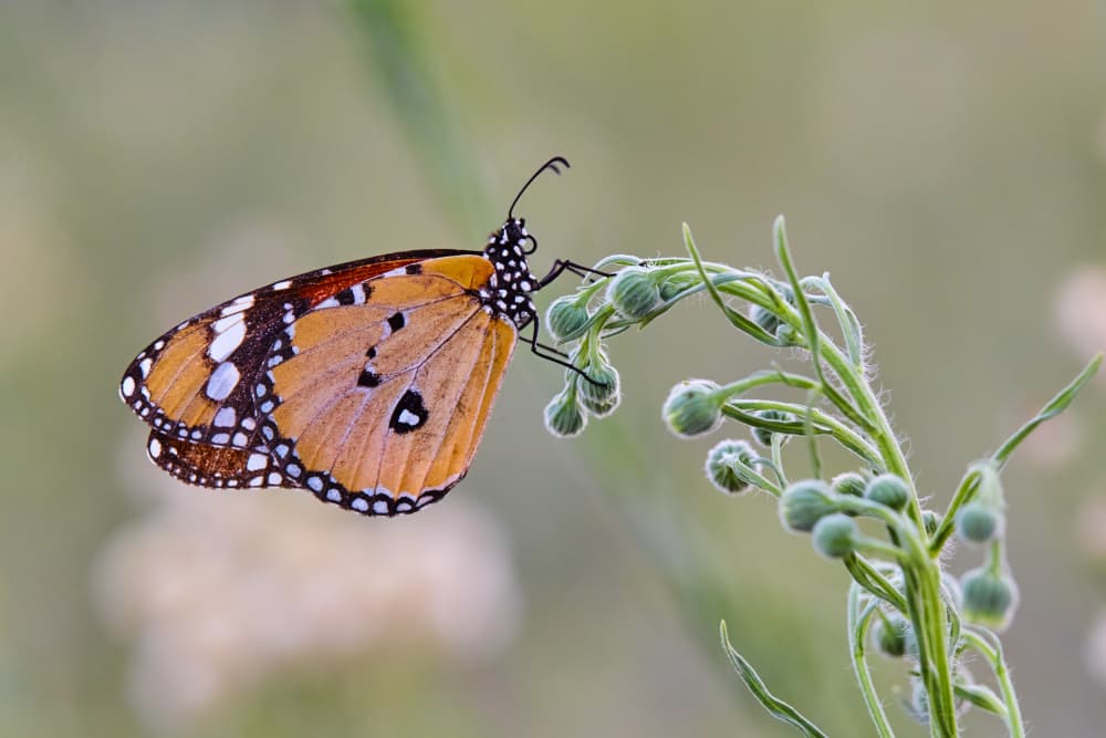 Monarch Butterfly Resting by Avital Hershkovitz — canvas wall art