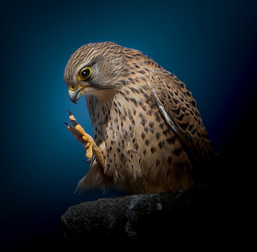 Majestic Kestrel Portrait by Erik Engström — canvas wall art