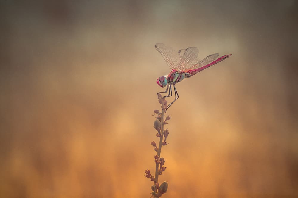 Golden Hour Dragonfly by Sina Pezeshki — canvas wall art