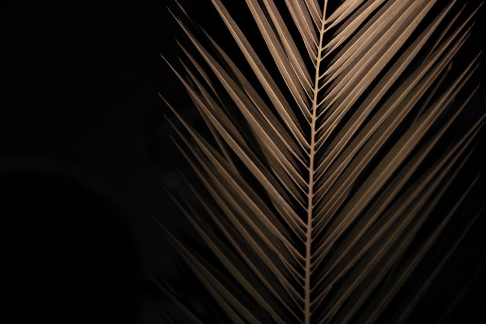 Palm Trees In the Night 8 by Mareike Böhmer — canvas wall art