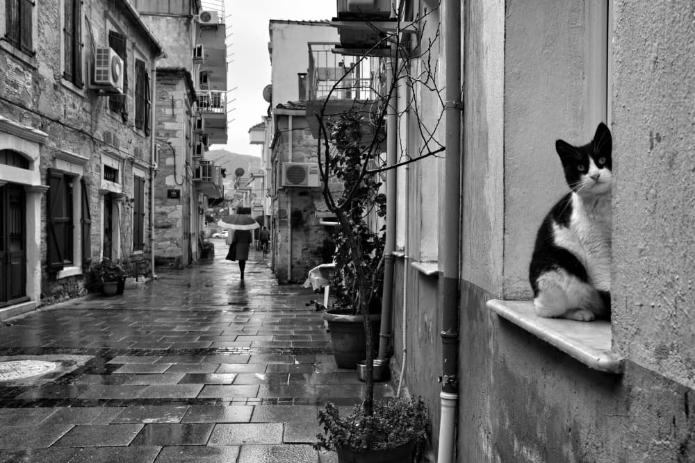 Black Cat Rainy Street by Ali Ayer — canvas wall art