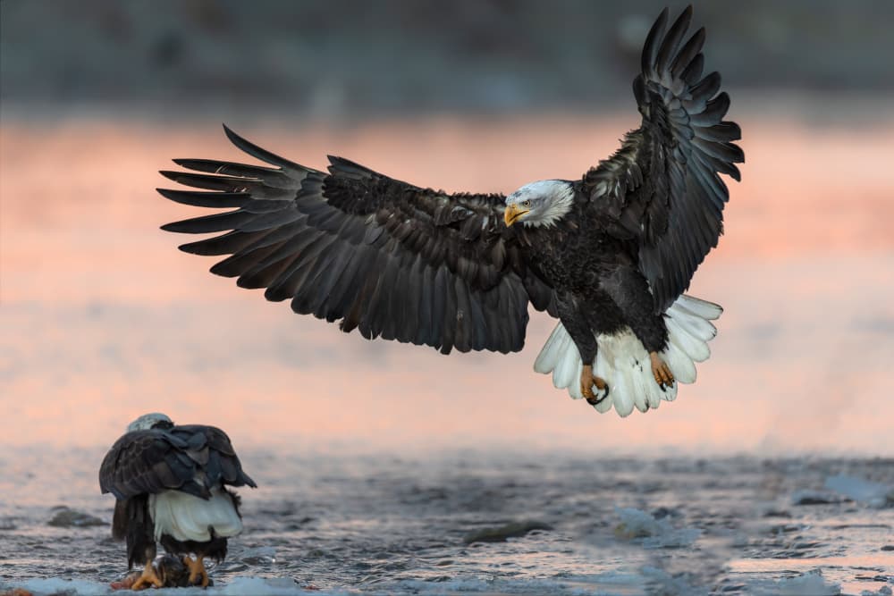 Bald Eagle River Landing by Jun Zuo — canvas wall art