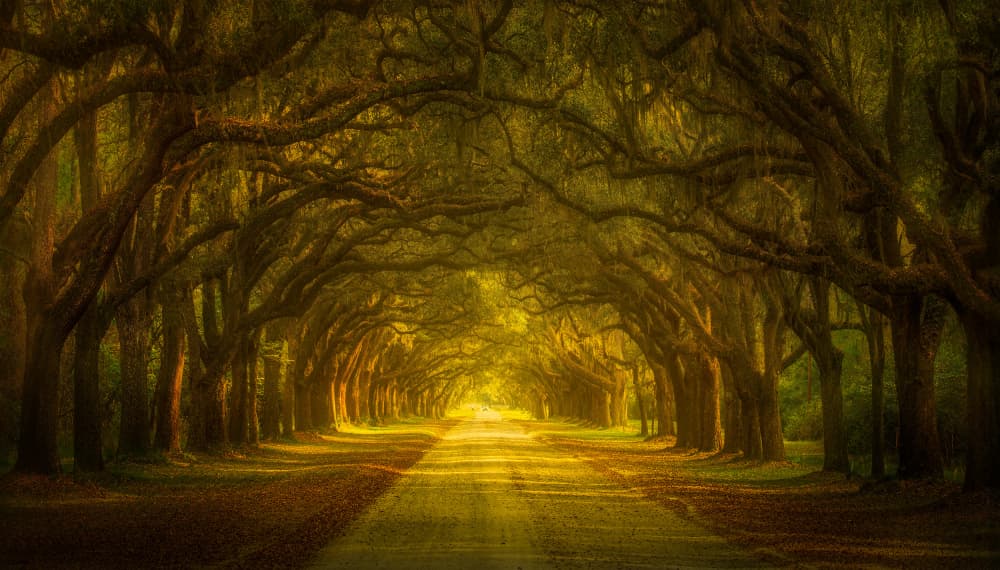 Golden Tree Tunnel by Ruiqing P. — canvas wall art