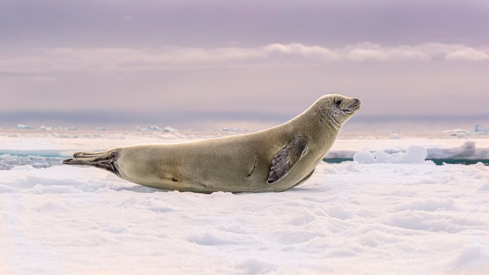 Arctic Seal on Ice by Siyu_Wei APA — canvas wall art